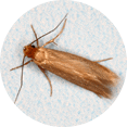 Brown moth with extended wings displaying typical pantry pest characteristics on white background