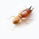 Close-up of termite worker showing distinctive features and body structure for pest identification