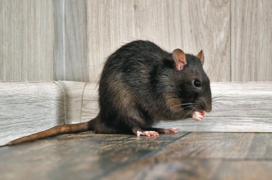 Rodent Control