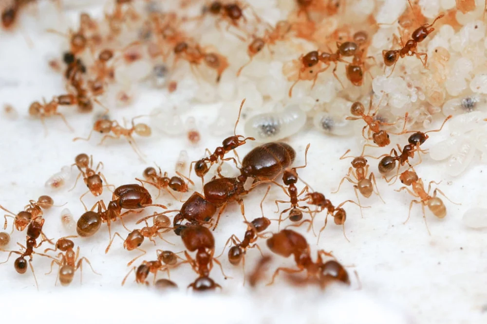 Big Headed Ant Colony