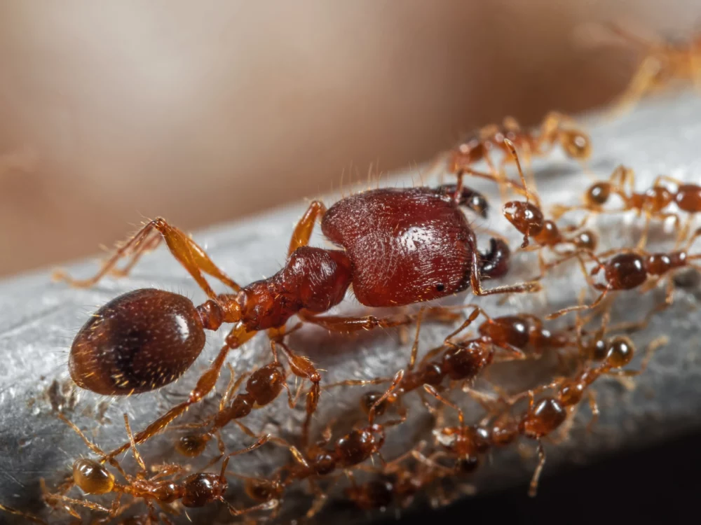 General Pest Control