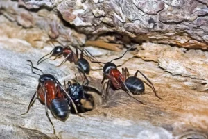 Large Black Carpenter Ants on Wood Surface