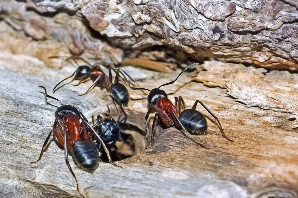 Large Black Carpenter Ants on Wood Surface