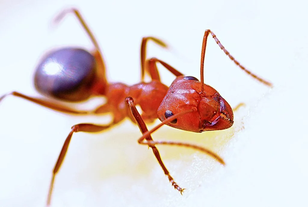 Fire Ant Up Close