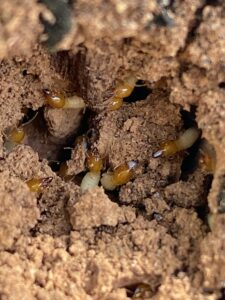 Termite workers and soldiers exposed in damaged wood showing active colony infestation