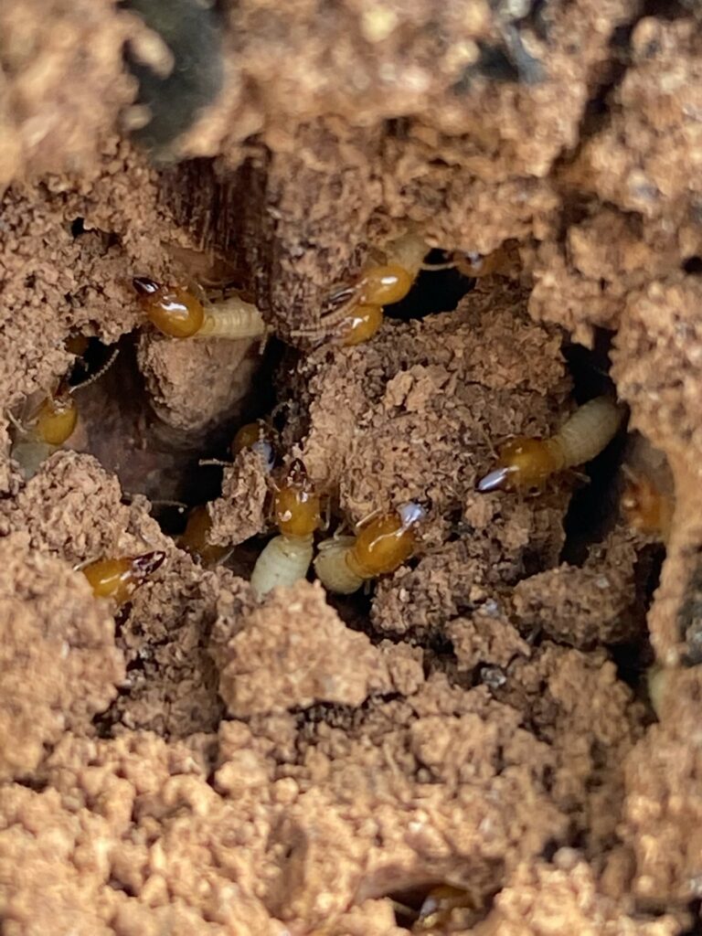 Termite workers and soldiers exposed in damaged wood showing active colony infestation