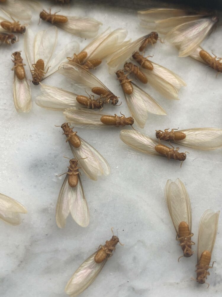 Termite swarmers with wings on a white surface
