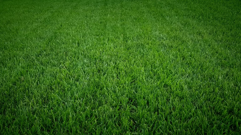 Lush green grass lawn with dense healthy turf ideal for pest control maintenance in South Florida