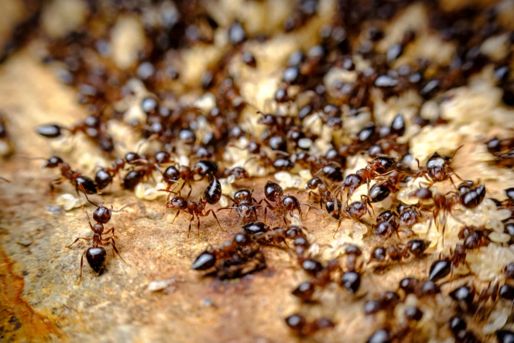 Pavement ants on sidewalk