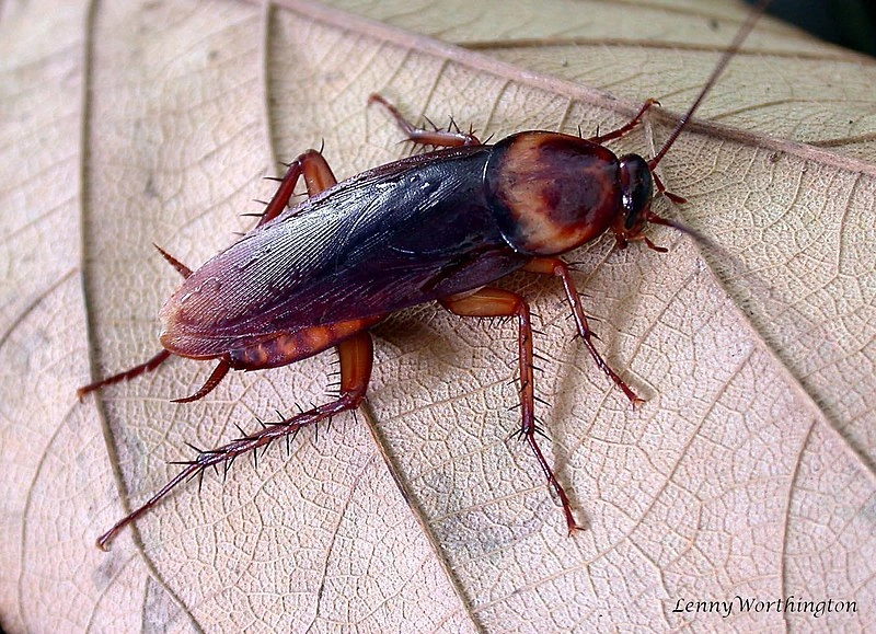 American Cockroach