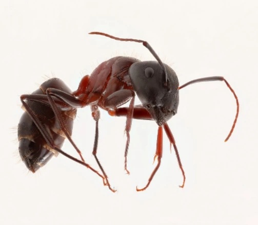 What Ants Do I Have?