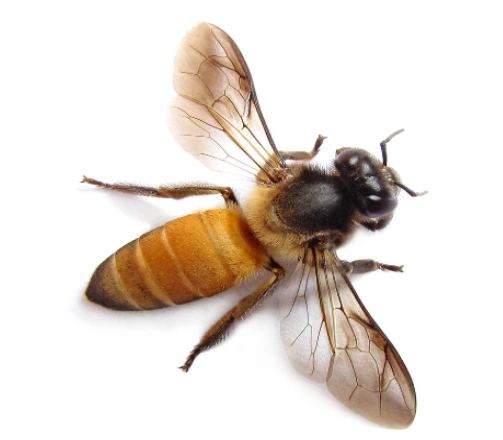 Types of Bees