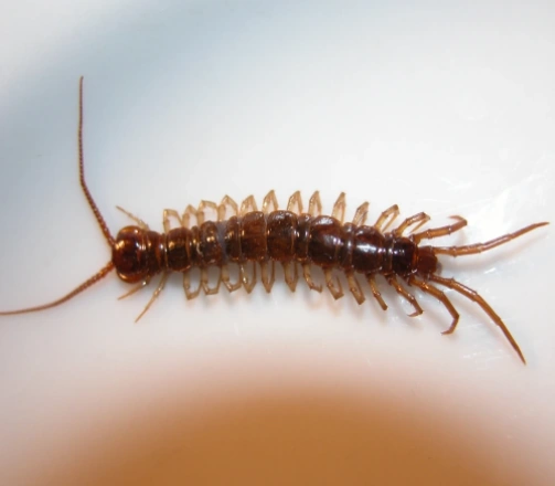 Centipede Identification