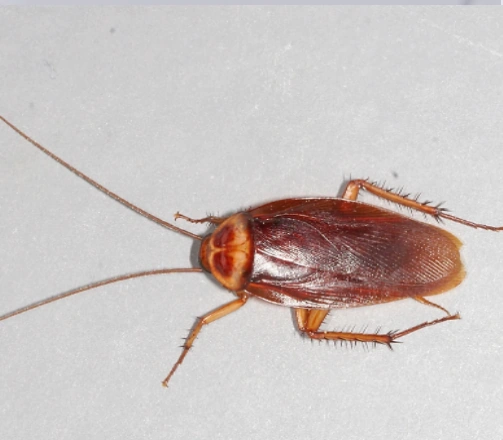 Cockroach Information