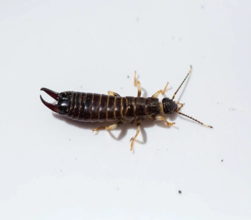 Do earwigs bite?