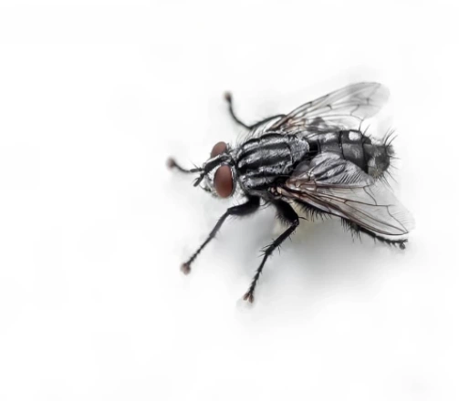 Fly facts and information