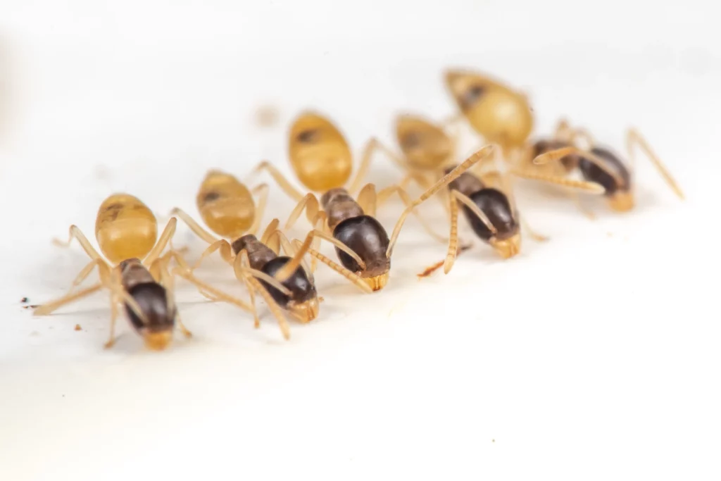 Ghost Ants Eating