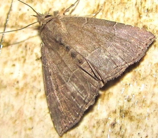 Moth Facts and Information