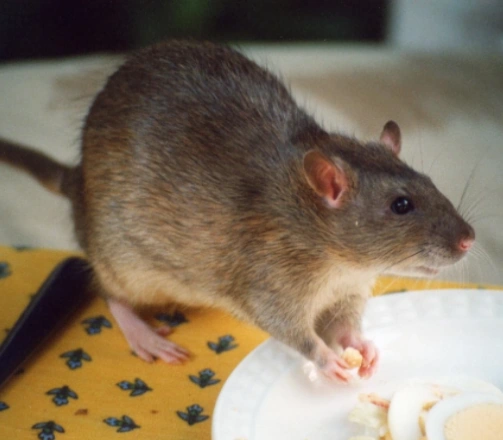 How to find and get rid of rodents