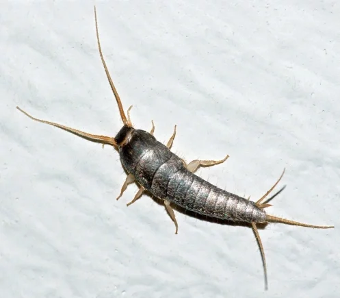 What are silverfish