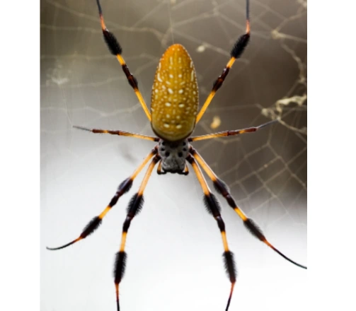 Spiders Facts and Information