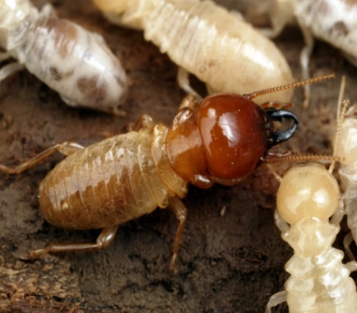 How to identify termites