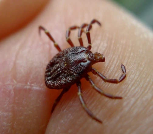 Tick facts and information