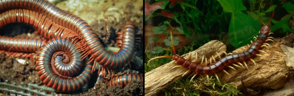 Side by side of millipede and centipede