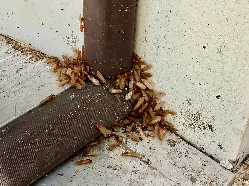 Alt Text: Termite swarmers clustered around the base of a door frame and exterior wall, with discarded wings and active termites visible on the surface.