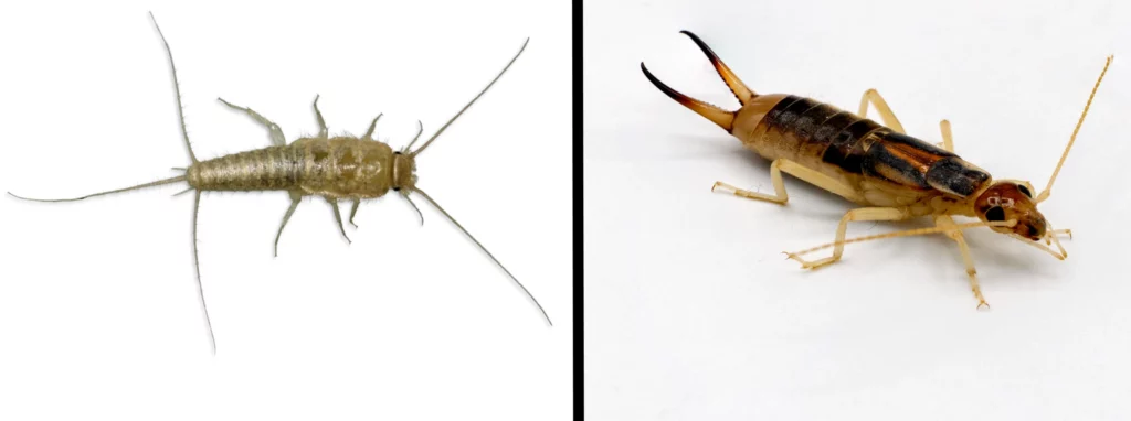 earwig vs silverfish