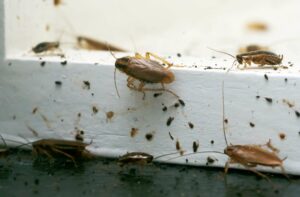 Multiple German cockroaches crawling on white surface with scattered droppings and debris