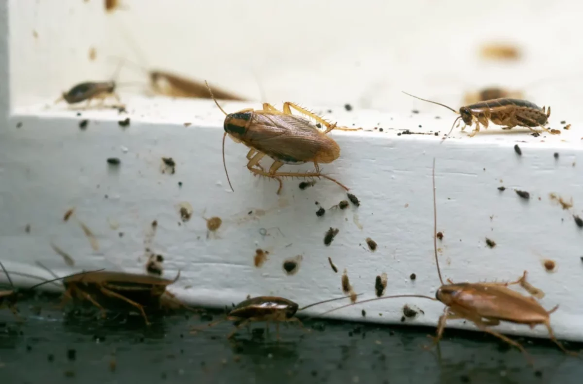 How to Identify Baby Cockroaches | On Demand Pest Control