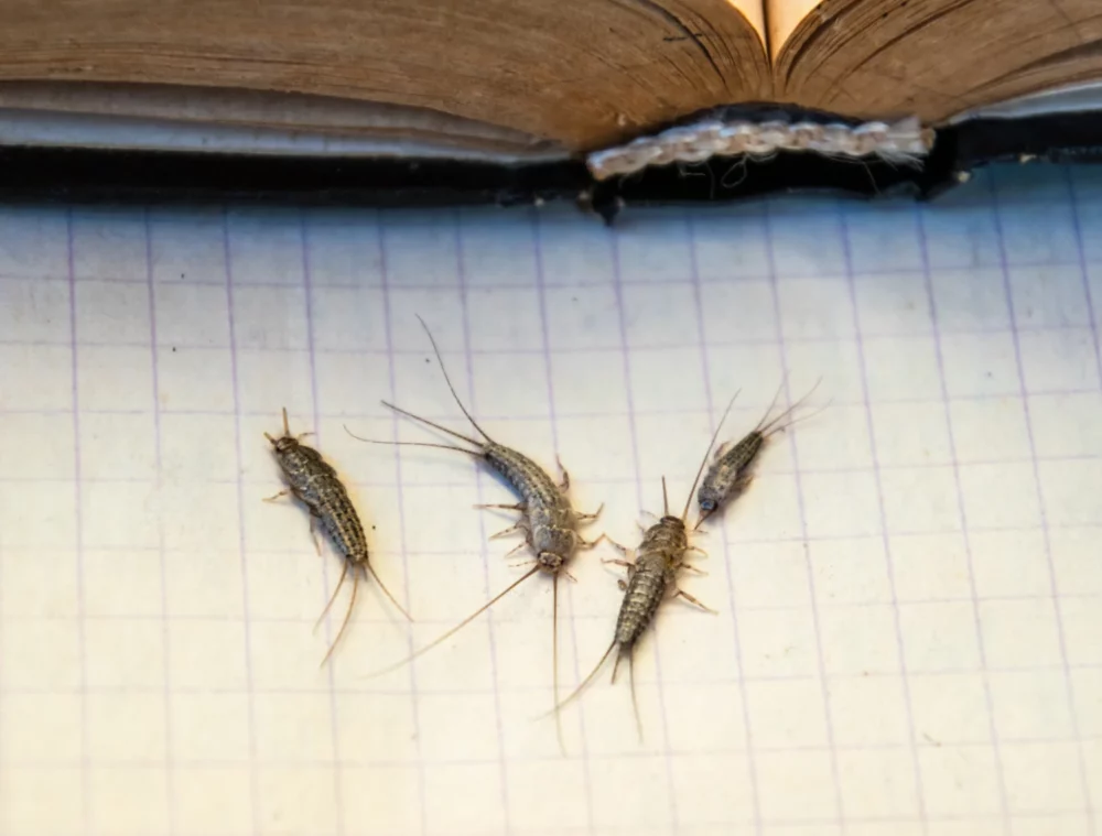 Where Do Silverfish Come From?