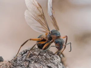 winged queen ant