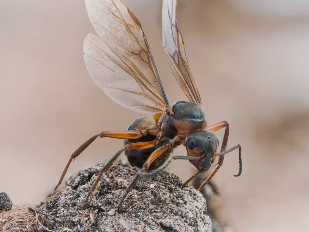 winged queen ant