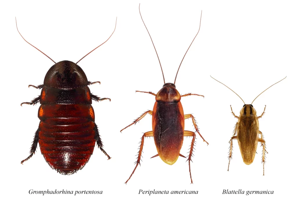 Can You Get Roaches in a Clean House? Surprising Facts House Stopper