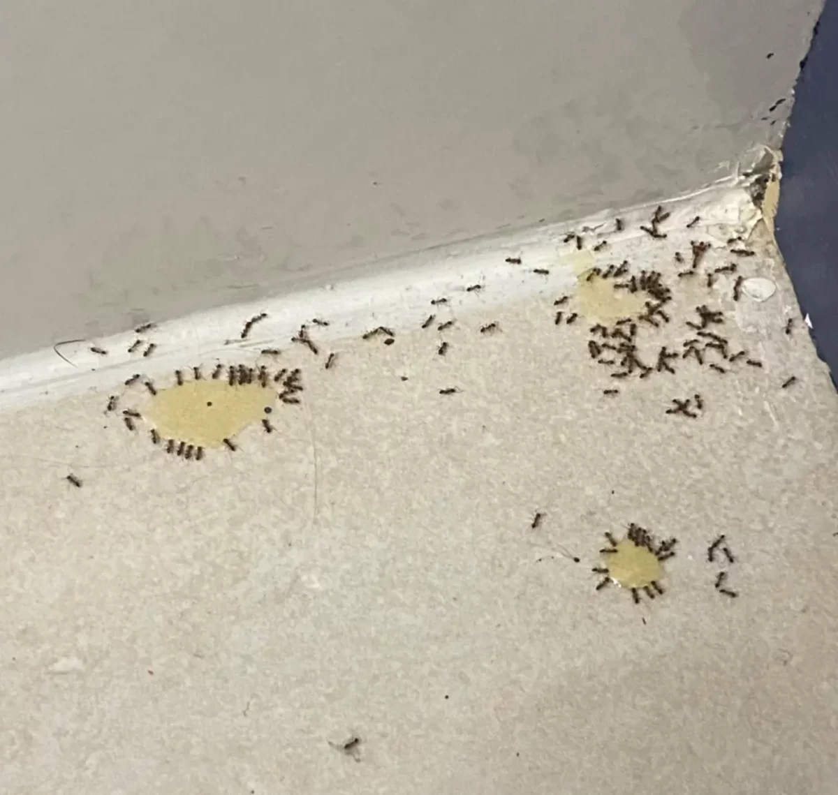 does tobacco attract ants Ferns - 7 indoor plants that may into home What Are Ants Attracted To: