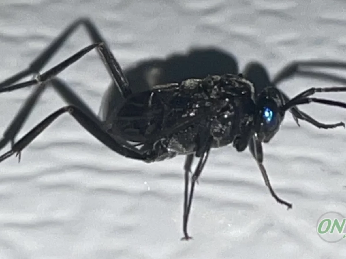 What Is This Black Fly With Long Legs? Ensign Wasp!