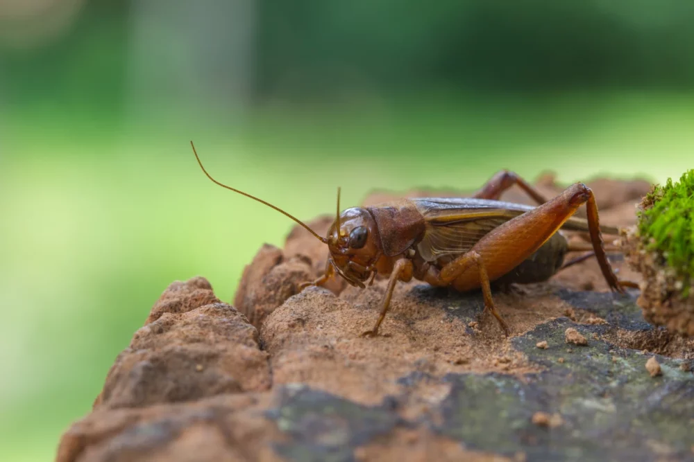 Brown cricket on rocky surface with long antennae and powerful hind legs, green background