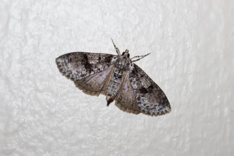  Moth Prevention Products, Guides & More
