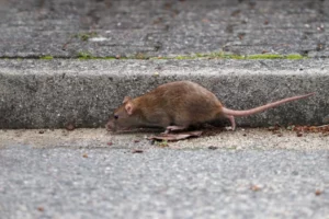 Brown rat walking on concrete pavement near building curb showing typical rodent pest behavior