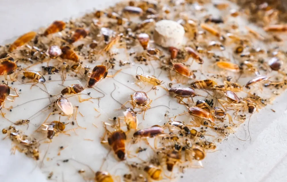 Multiple cockroaches caught on adhesive sticky trap showing severe infestation