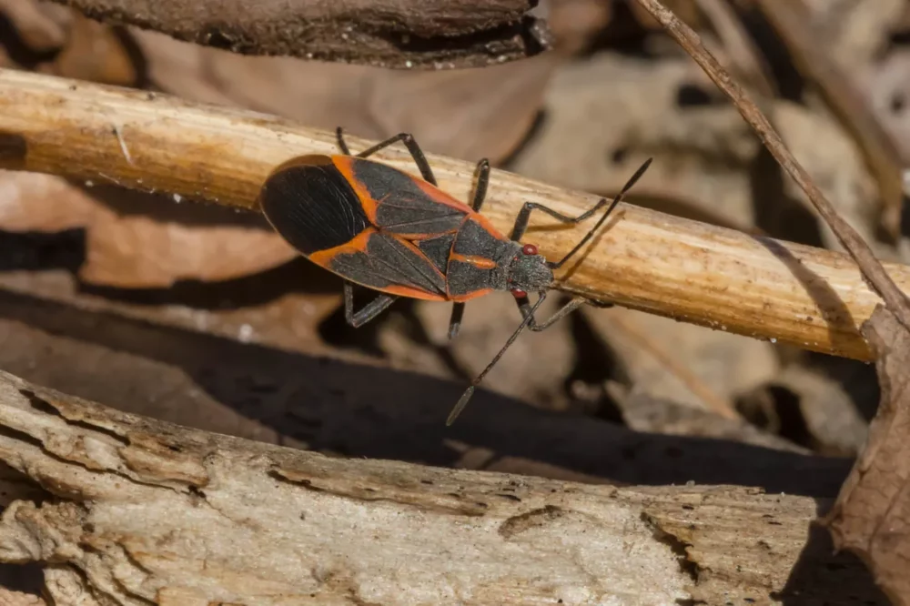 Box Elder Orange and Black Bug