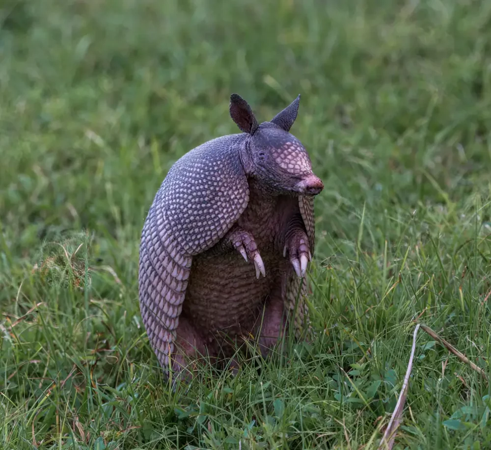 https://www.ondemandpestcontrol.com/wp-content/uploads/2022/11/Armadillo-Standing-scaled.webp