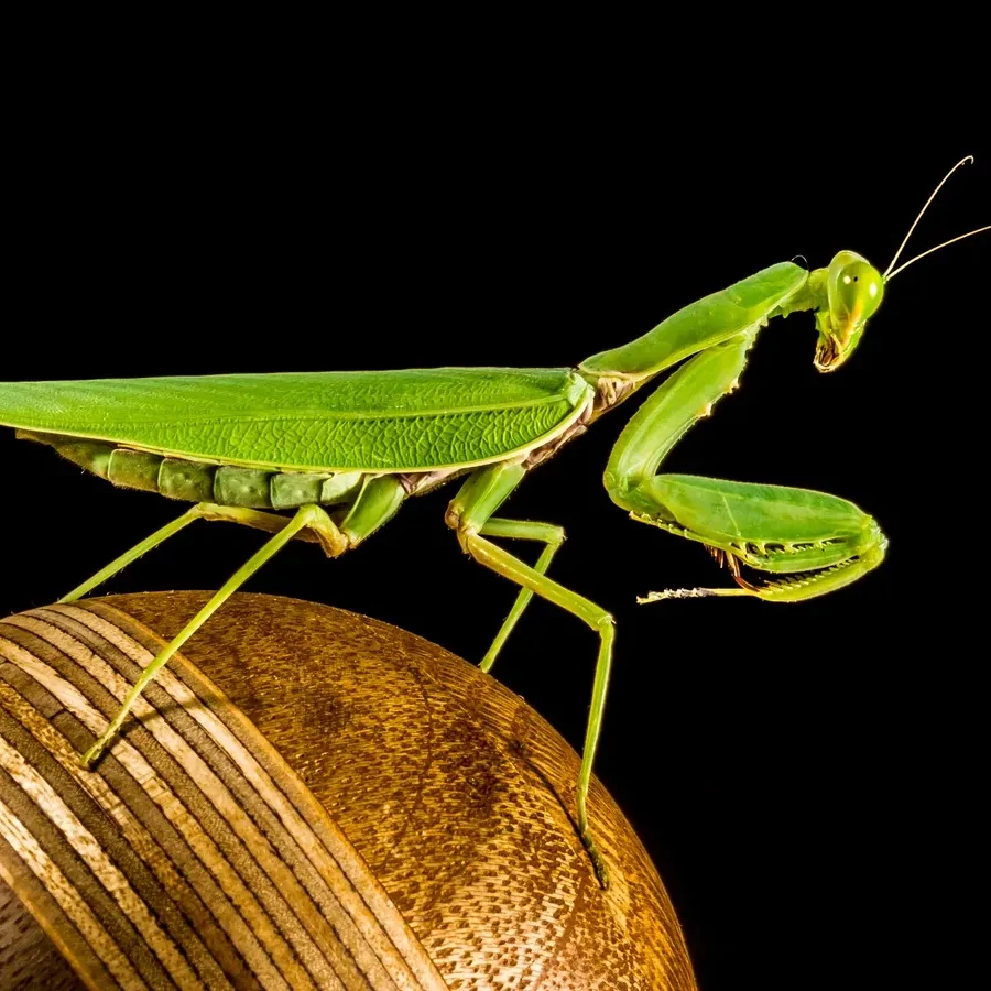 Praying Mantis Diets: Uncover Their Predatory Menu!