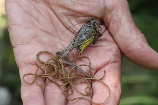 Praying Mantis Parasite