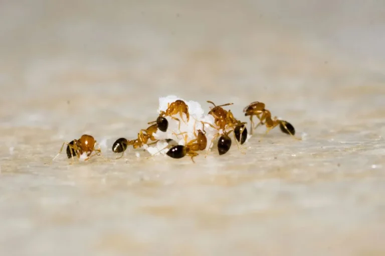 Ghost ants, commonly called sugar ants, feeding on food crumbs on a kitchen counter in Florida