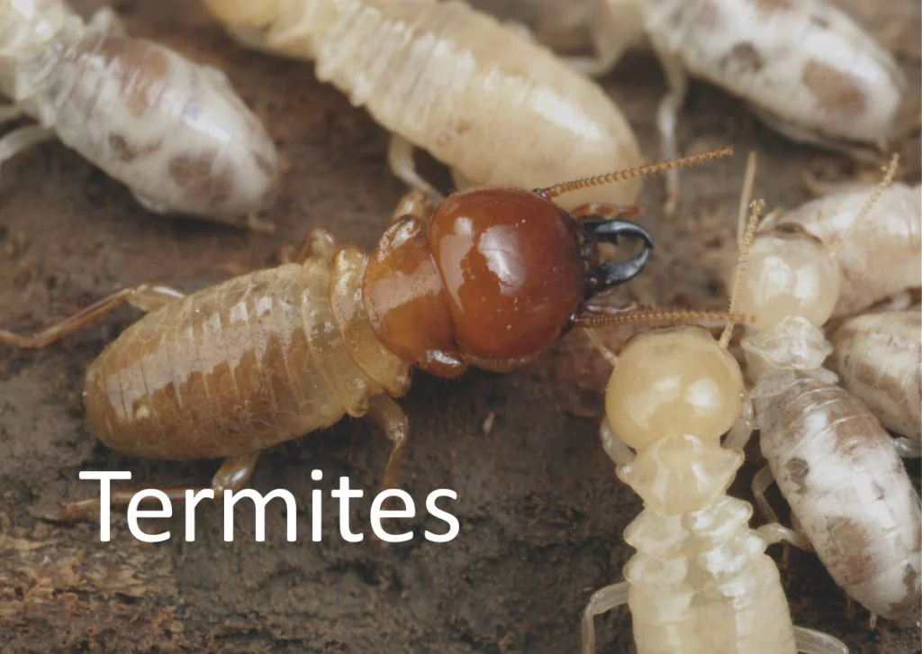 Do Termites Bite Humans? What You Need to Know About Termites