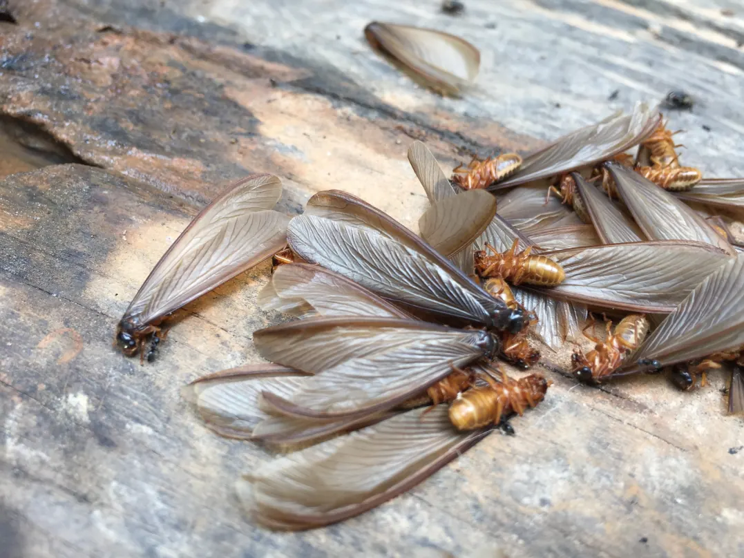 What Do Termites Look Like With Wings On Demand