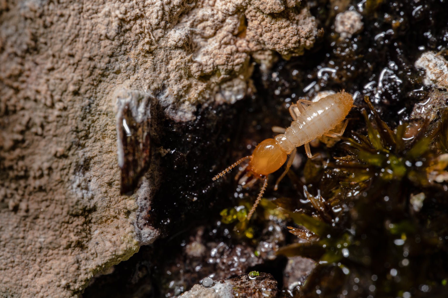 a macro shot of a termite